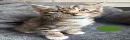 Bengal cats for sale: Beautiful Bengal Cross Kittens - Advert 5