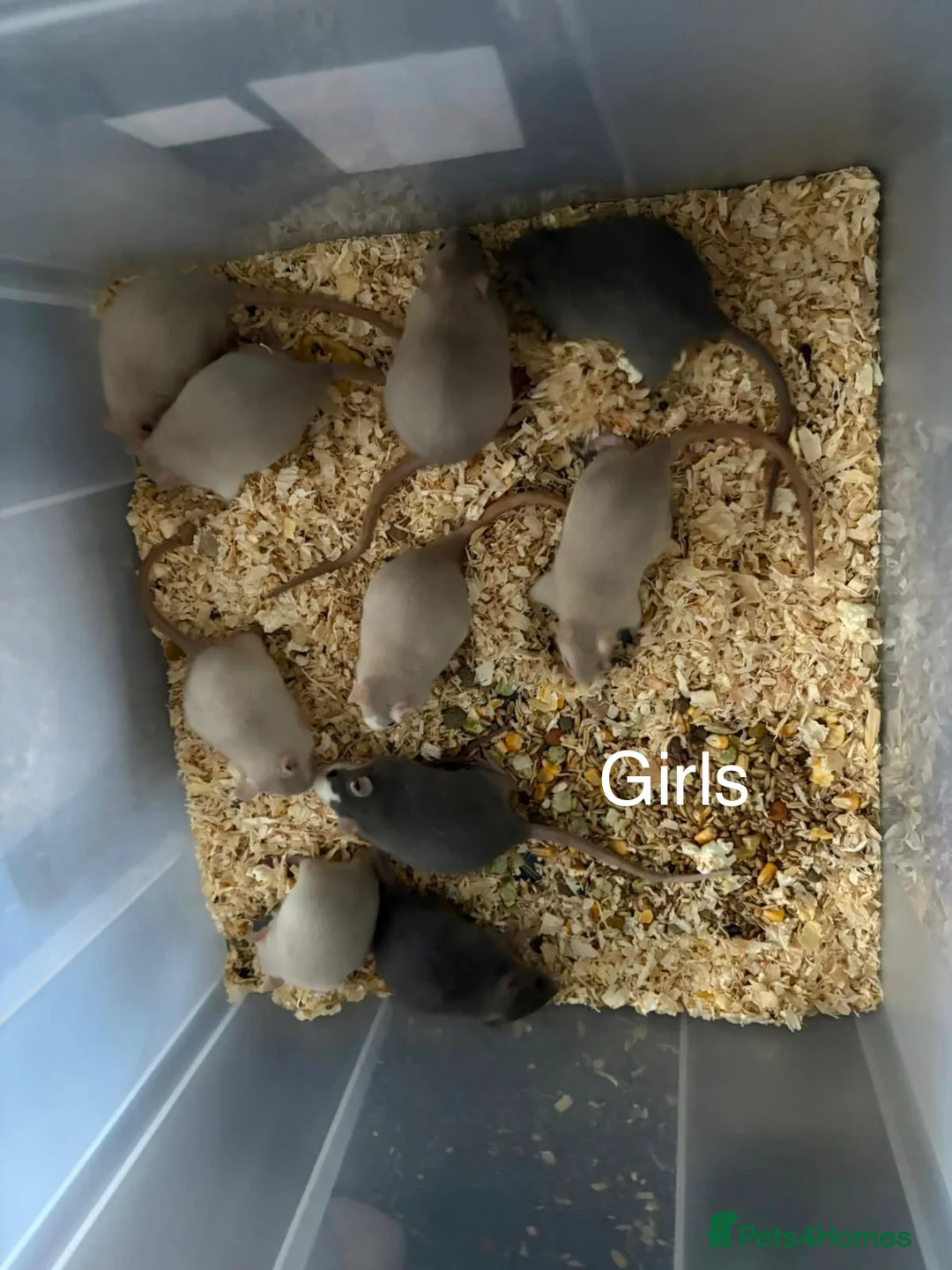 Rat rodents for sale: Beautiful friendly baby rats  - Advert 1
