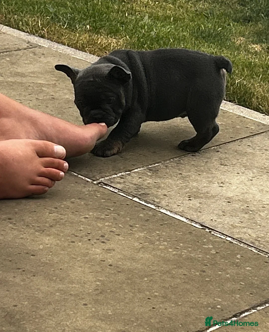 Mixed Breed dogs for sale:  Beautiful F1 Freelance Bulldogs Puppies! - Advert 2