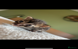 Bengal cats for sale: 4 Rare Tica Registered Bengal Kittens - Image 20