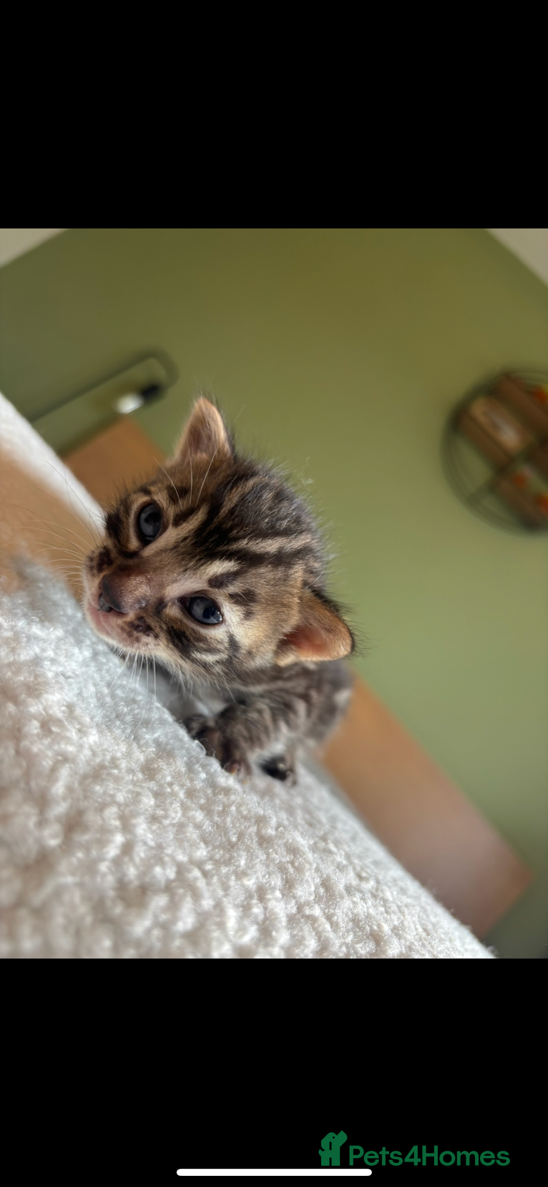 Bengal cats for sale: 4 Rare Tica Registered Bengal Kittens - Image 20