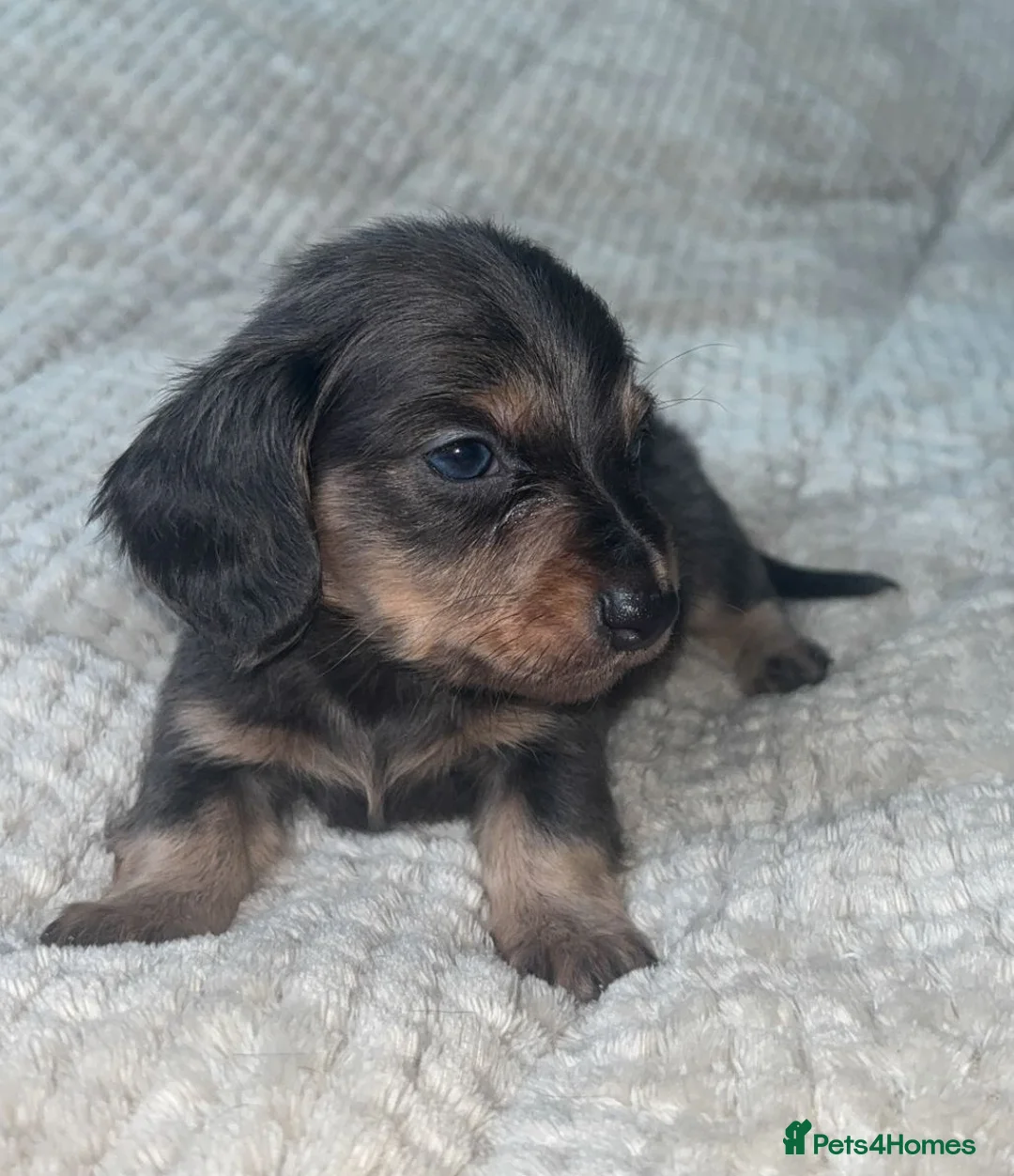 Miniature Dachshund dogs for sale: Mini dachshunds  - Advert 1