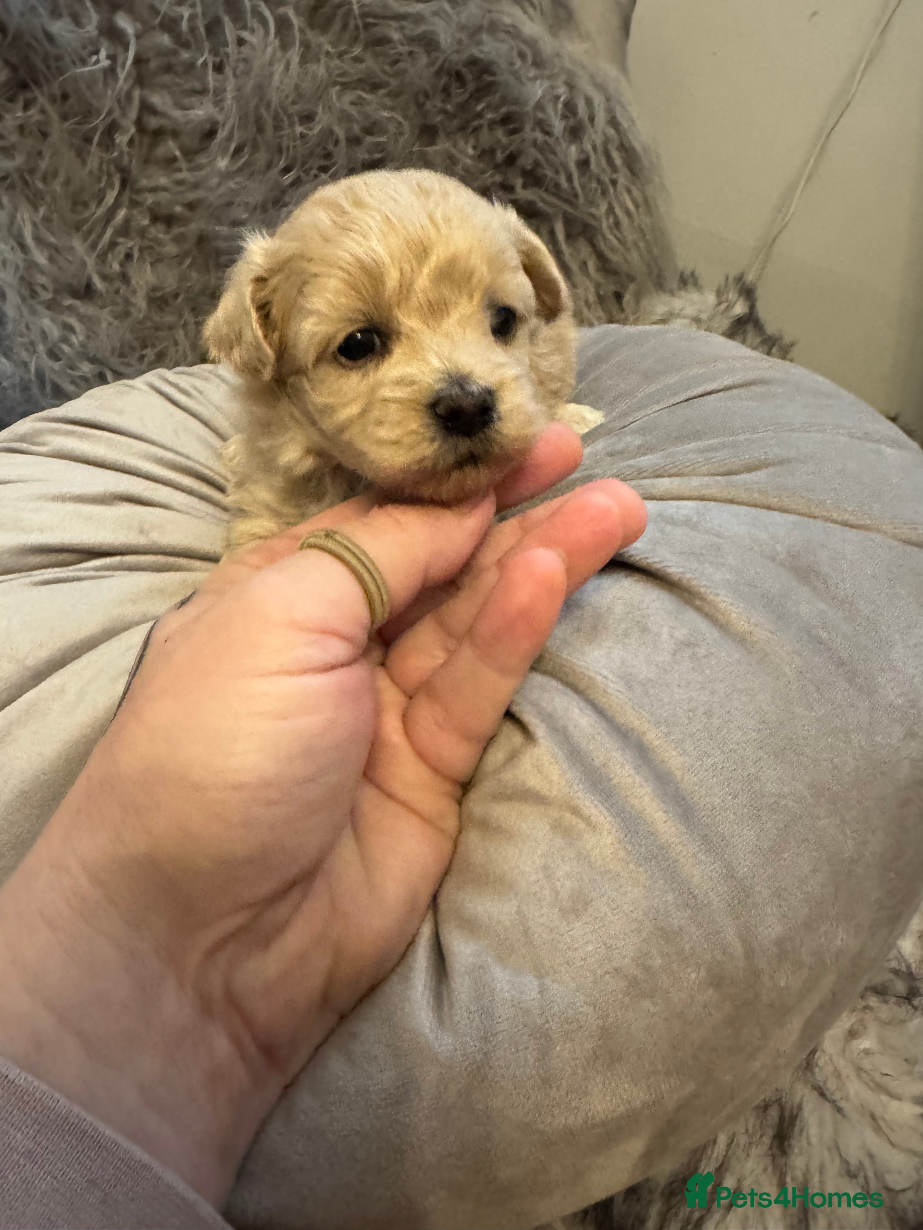 Maltipoo dogs Teddy Bear maltipoo puppies  - Advert 2