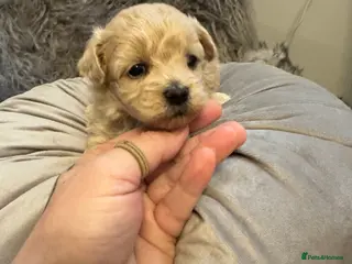 Maltipoo dogs Teddy Bear maltipoo puppies - Advert 2