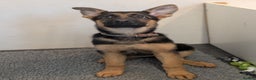 German Shepherd dogs for sale: KC Champion bloodline, Health tested, Female Puppy - Advert 8