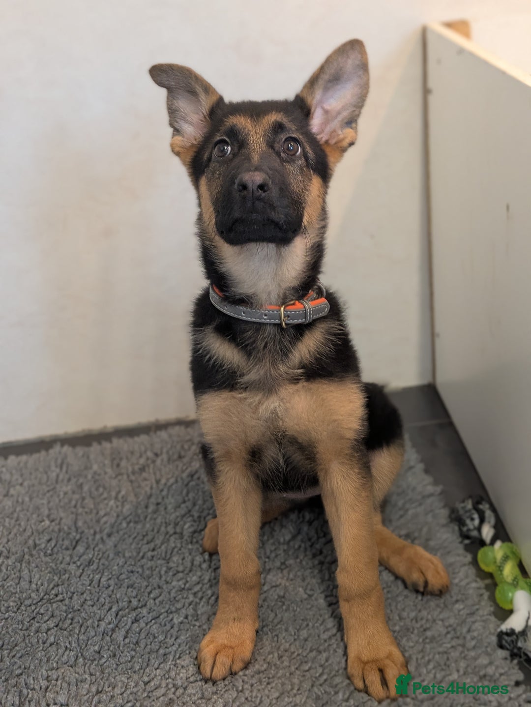 German Shepherd dogs for sale: KC Champion bloodline, Health tested, Female Puppy - Advert 8