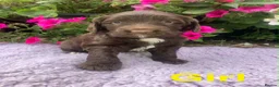Mixed Breed dogs for sale: Australian Labradoodle puppies  - Advert 2
