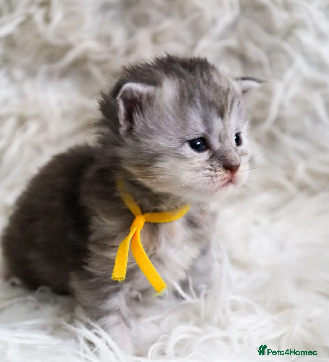 Maine Coon cats for sale: Stunning TICA Registered Maine Coon Kittens  - Advert 17