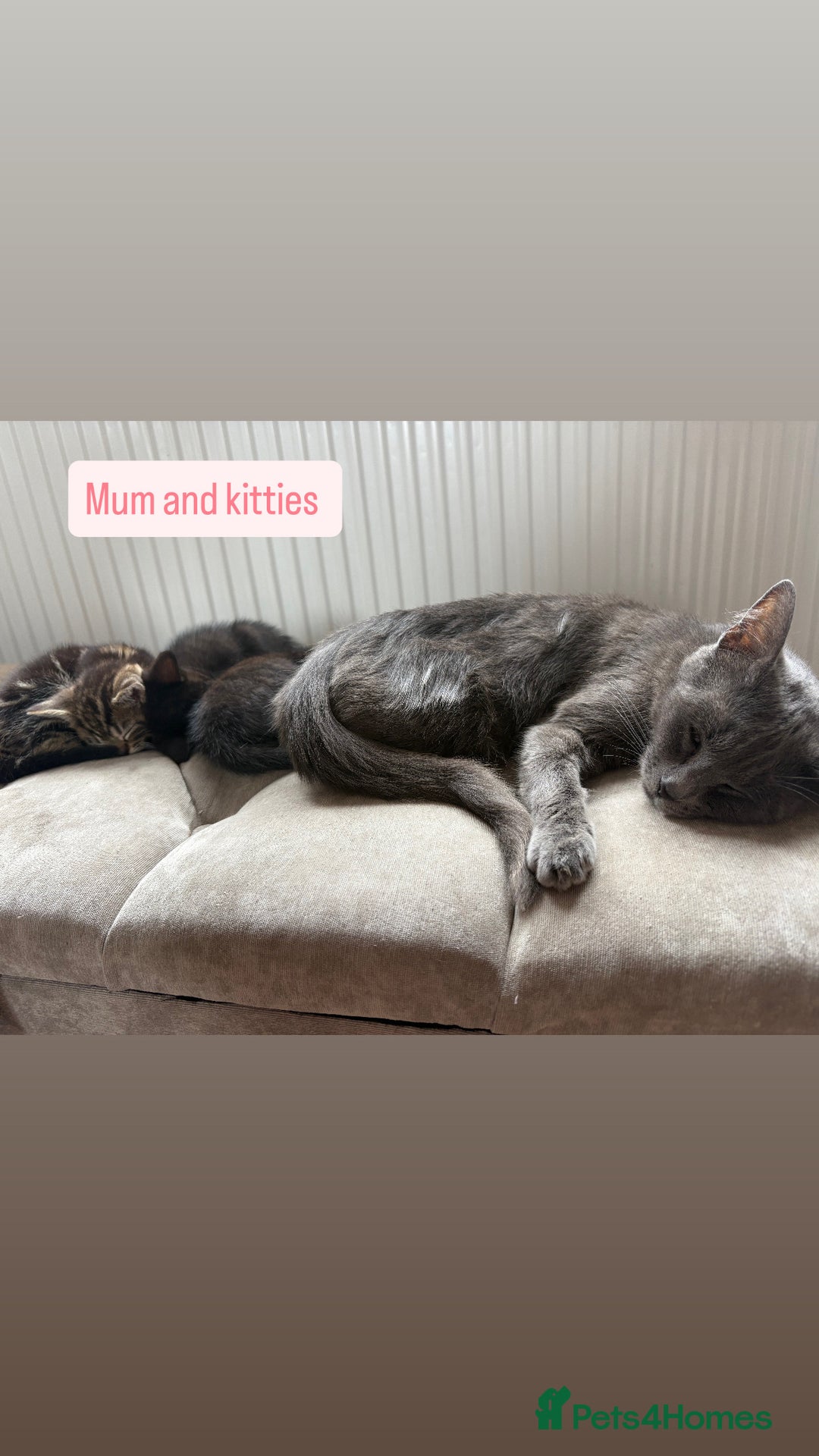Russian Blue cats for sale: Kittens for sale  - Image 1