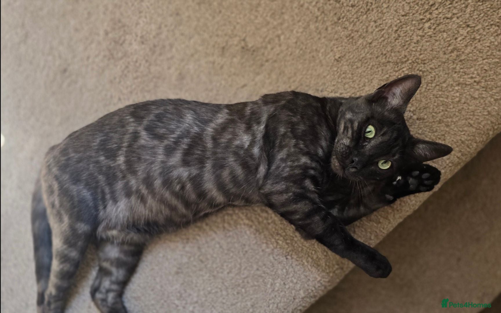Bengal cats Tica registered black Bengal girl  - Advert 18