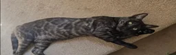 Bengal cats for sale: Tica registered black Bengal girl  - Advert 1