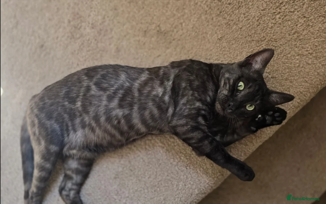 Bengal cats for sale: Tica registered black Bengal girl  - Advert 1