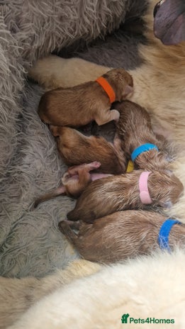 Chow Chow dogs - Advert 1