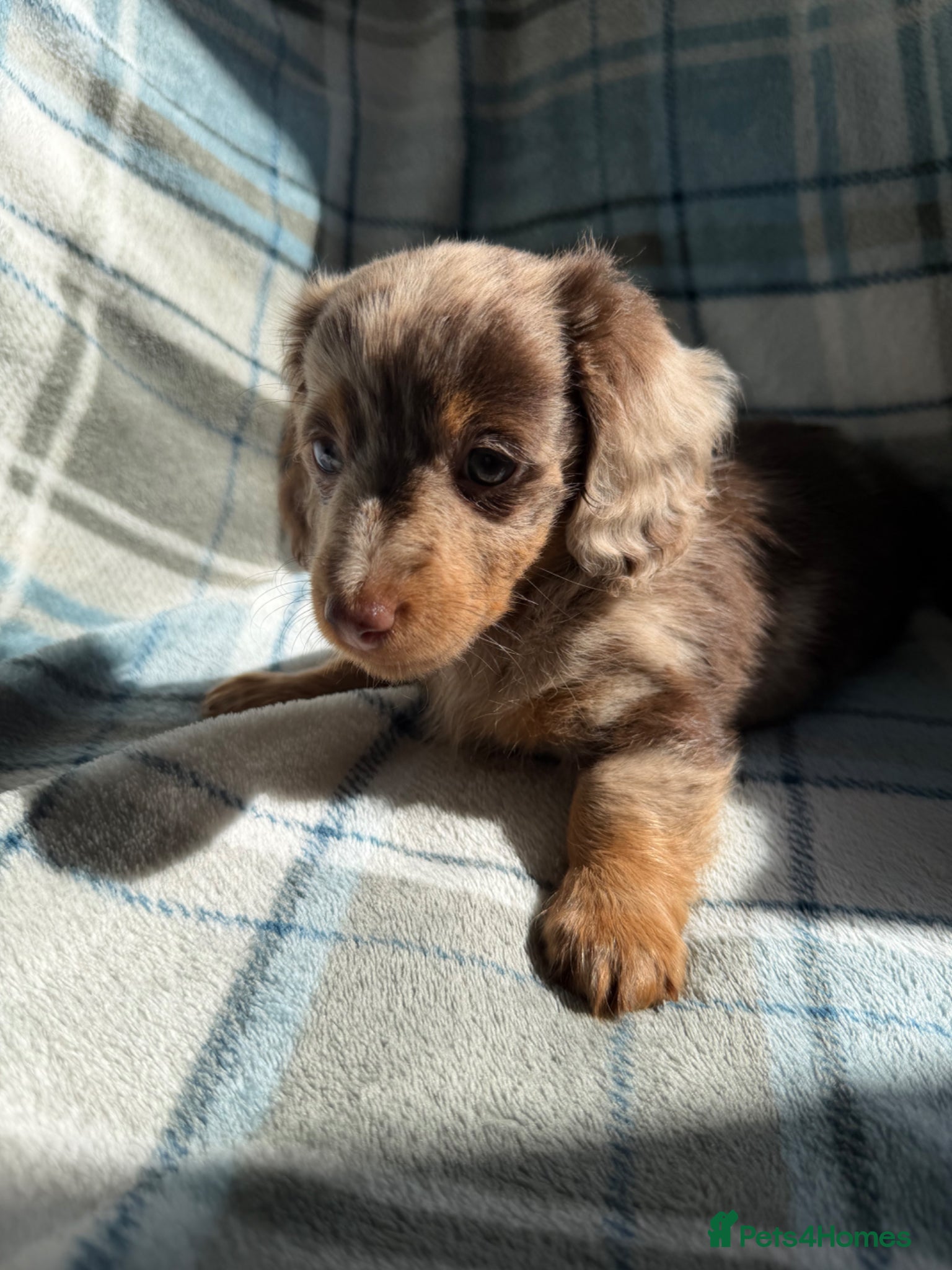 Dachshund dogs for sale: Miniature Dachshund Puppies  - Advert 16