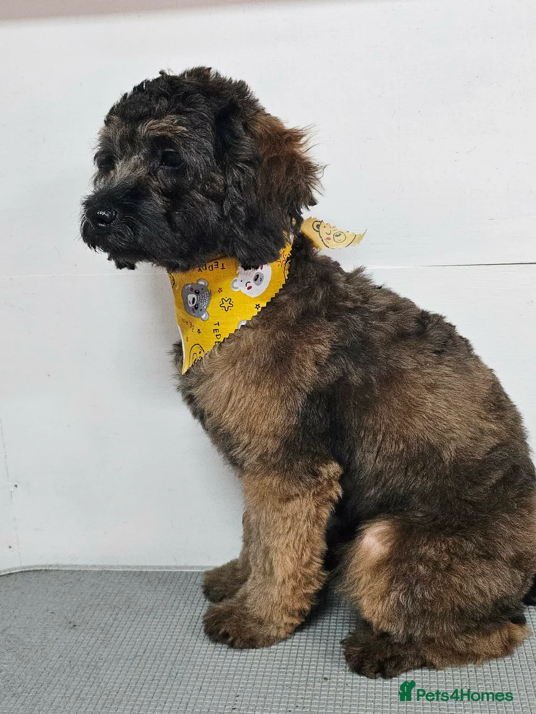 Shihpoo dogs for sale: F1b Fully Health Tested Shihpoo - Advert 2