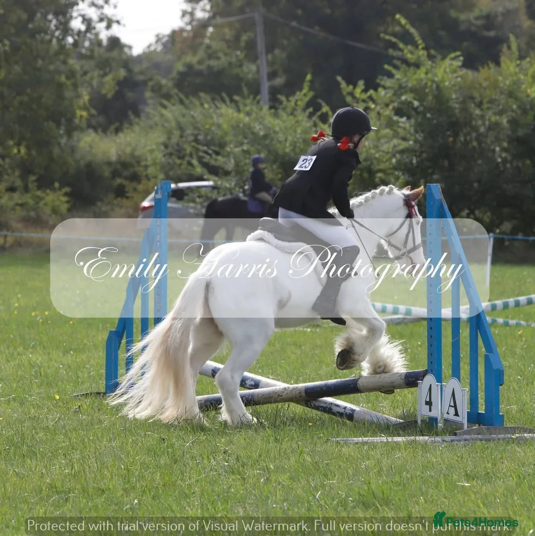 Irish Cob horses for sale: Trixie the proper little kids pony - Advert 9