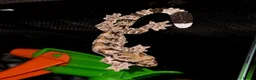 Gecko reptiles for sale: Kuhl's Flying Gecko Pair CB26 - Advert 4