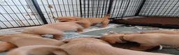 Labrador Retriever dogs for sale: Fox red labrador puppies  - Advert 6