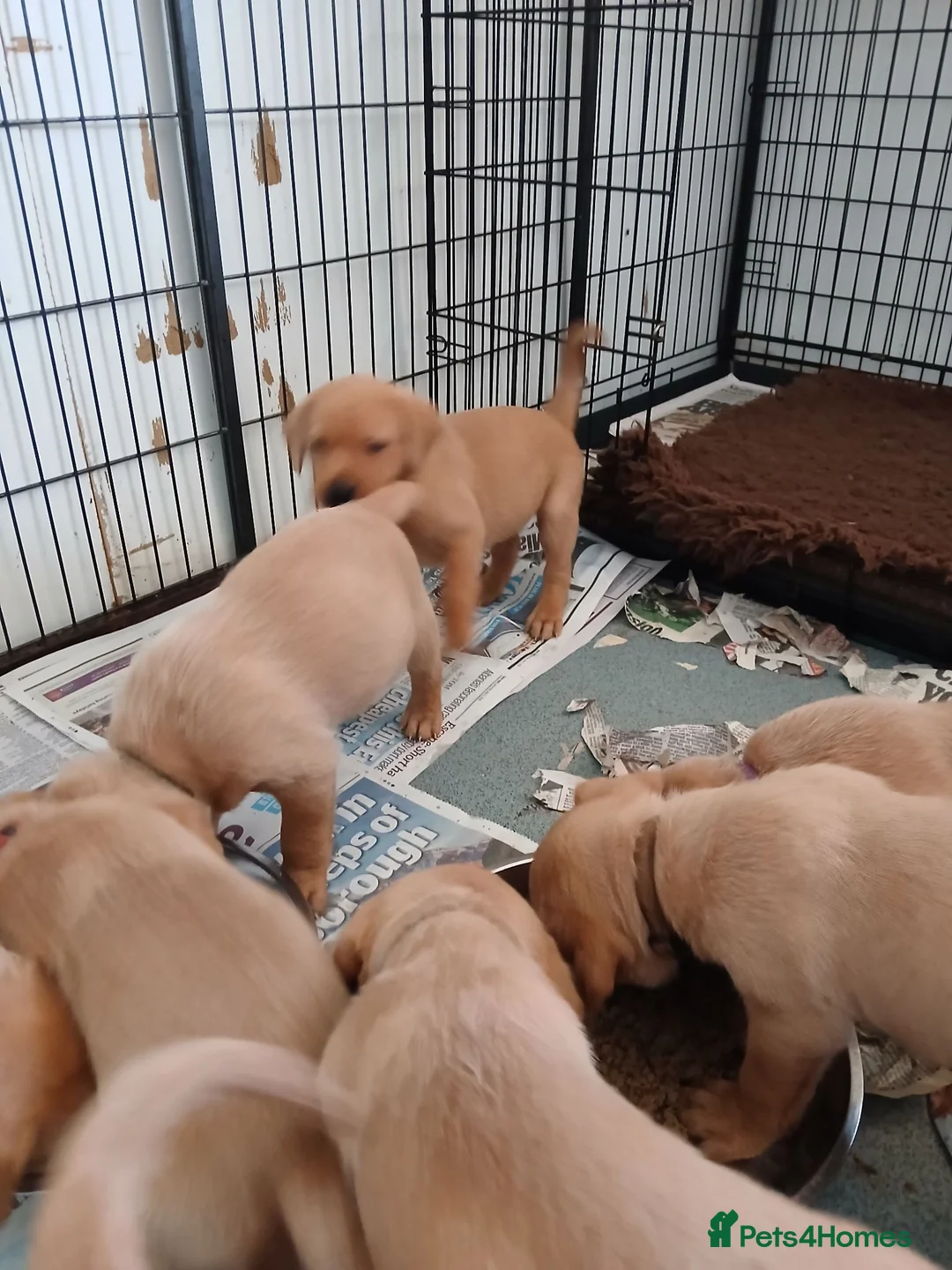 Labrador Retriever dogs for sale: Fox red labrador puppies  - Advert 6