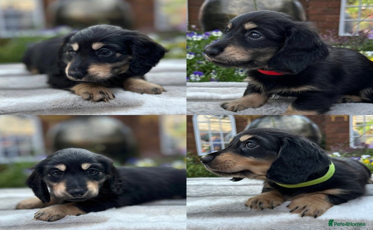 Miniature Dachshund dogs - Advert 4