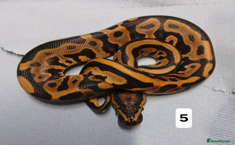 Python Snake reptiles - Advert 1