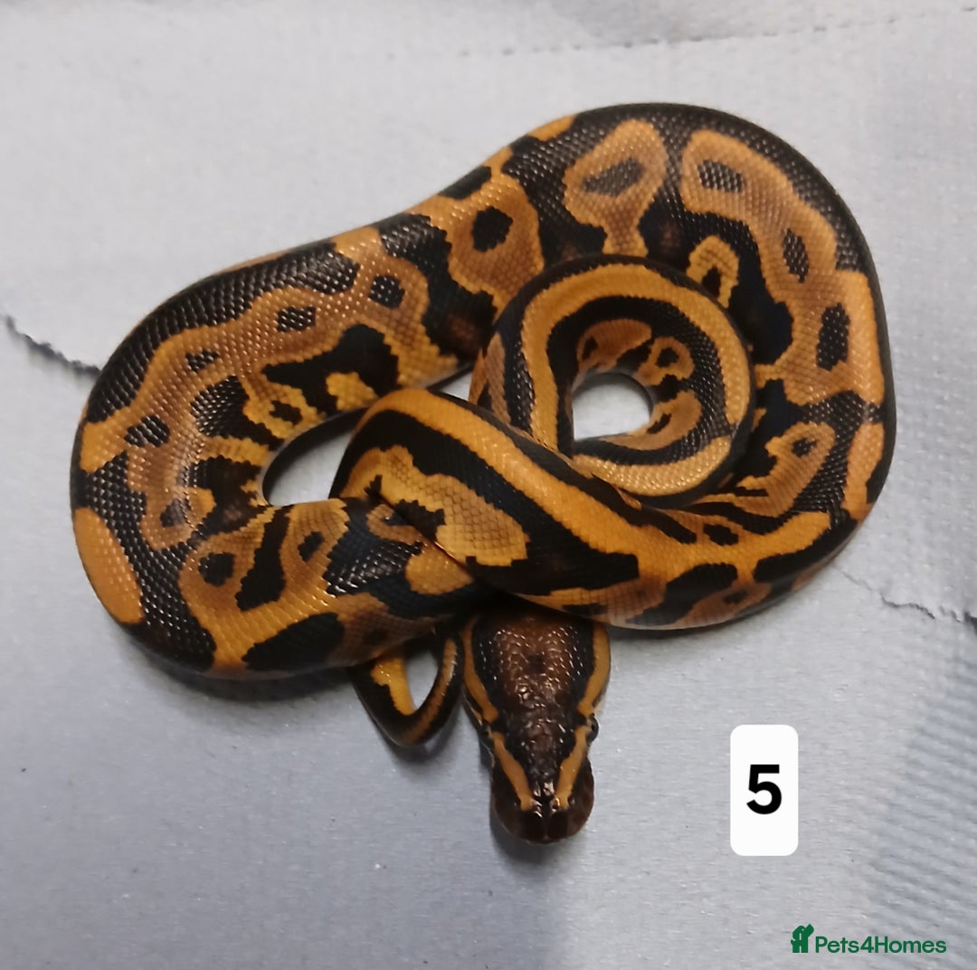 Python Snake reptiles for sale: Royal Python Morphs Males - Image 1