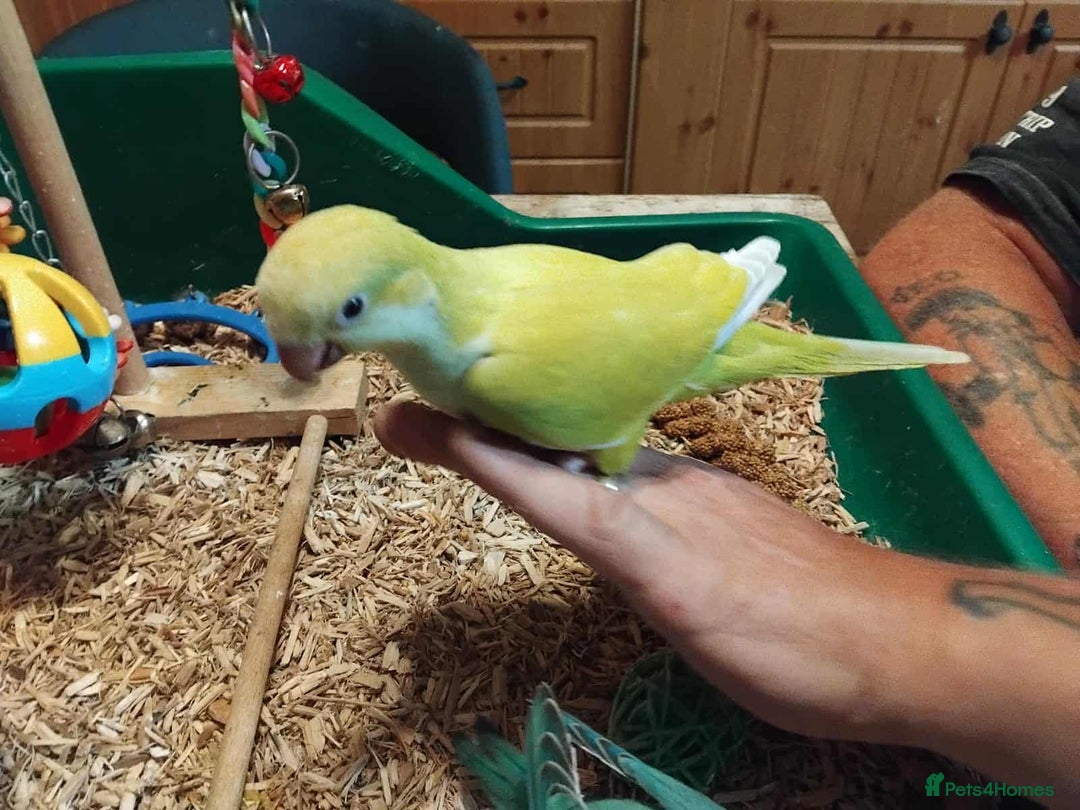 Parrots birds for sale: Hand reared Quaker and Conure chicks - Image 20