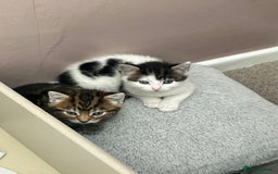 Mixed Breed cats for sale: Two mixed kittens  - Image 4