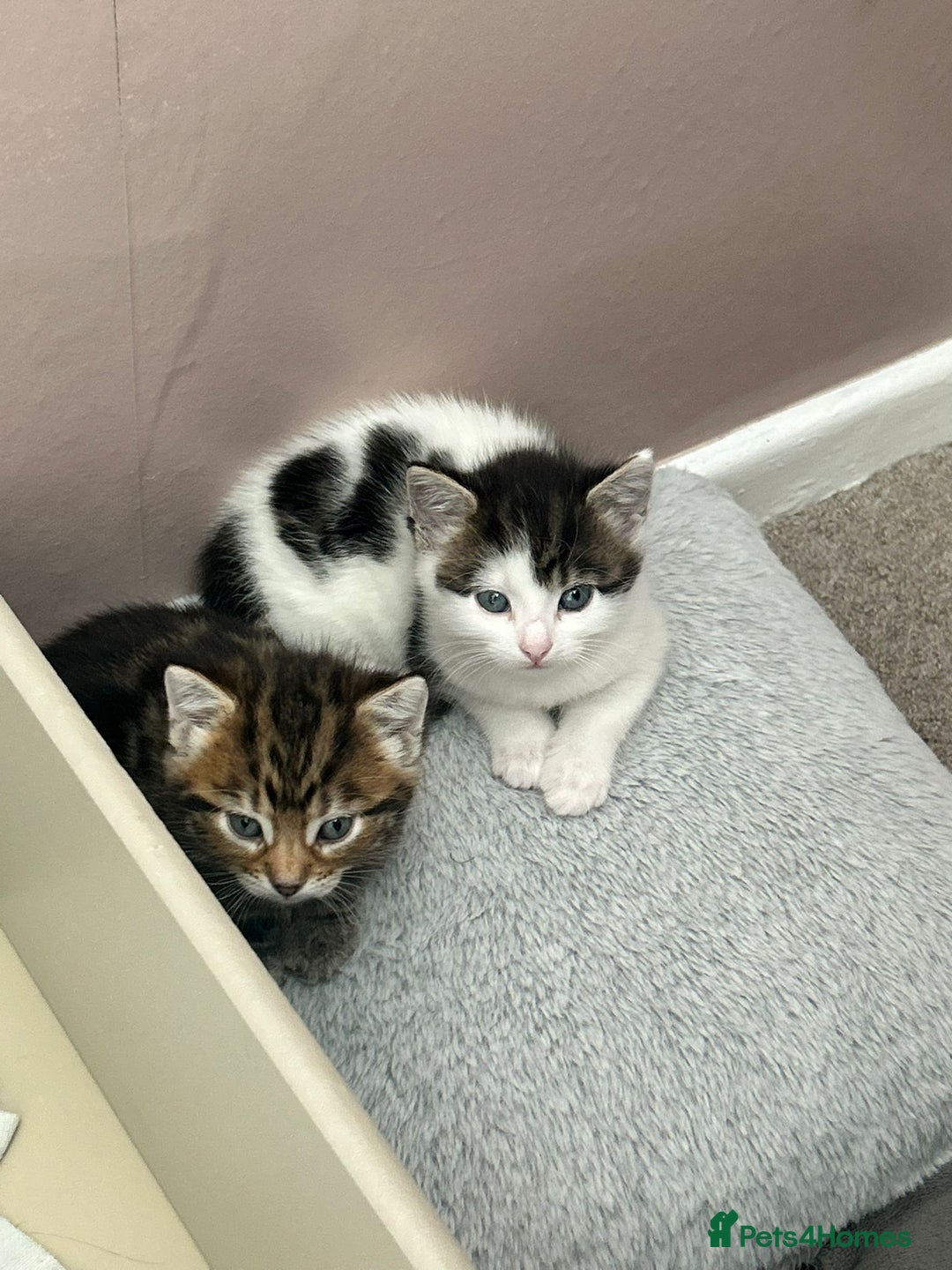 Mixed Breed cats for sale: Two mixed kittens  - Image 4