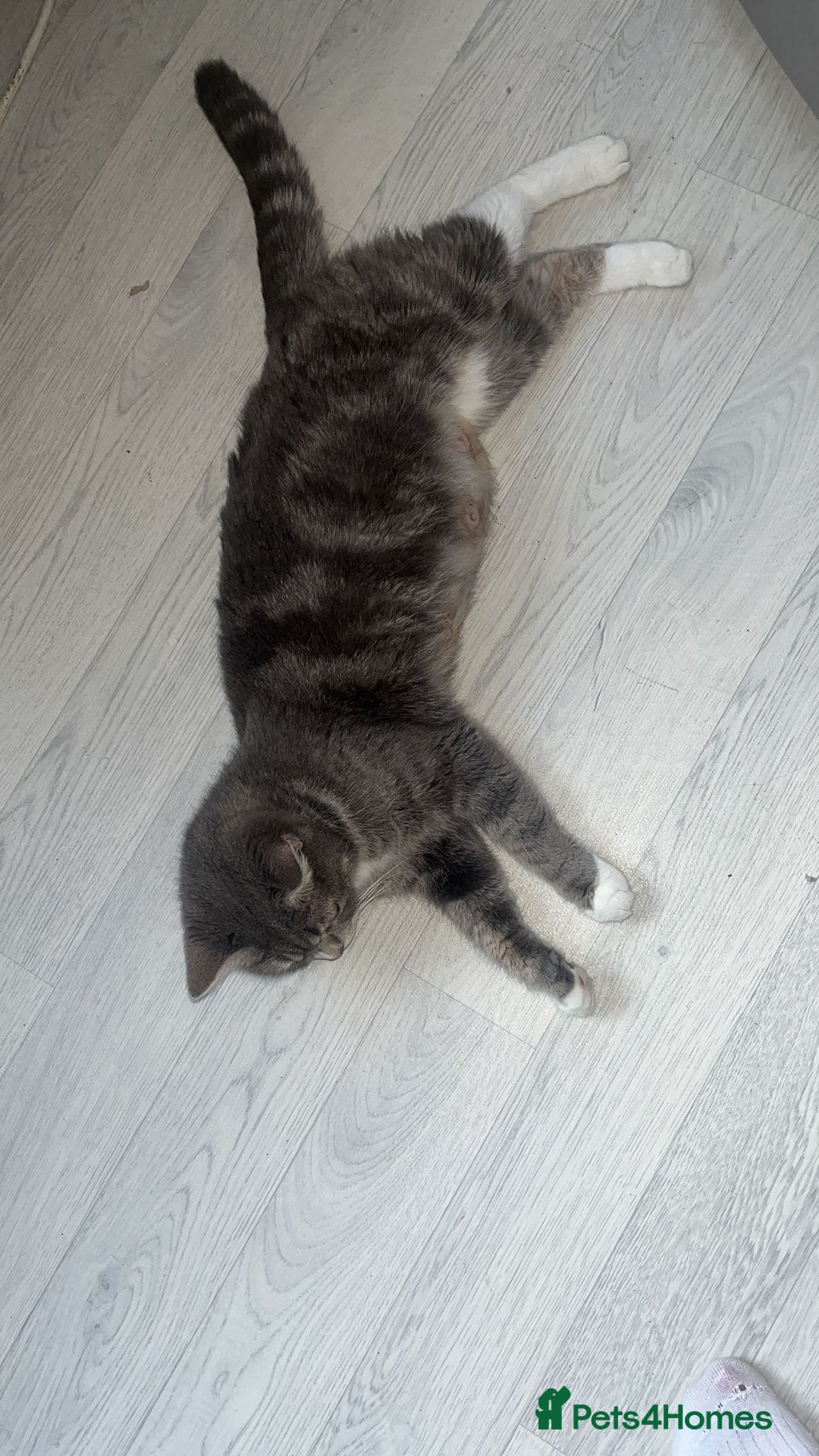 British Shorthair cats for sale: Beautiful British short Hair x Maine Coon mix  - Advert 6