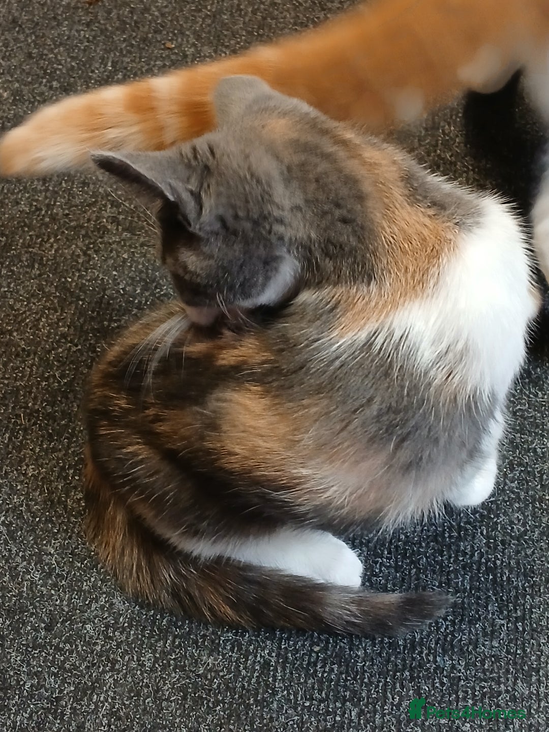 Mixed Breed cats for sale: 2 beautiful female lovely kittens and playfull - Image 31
