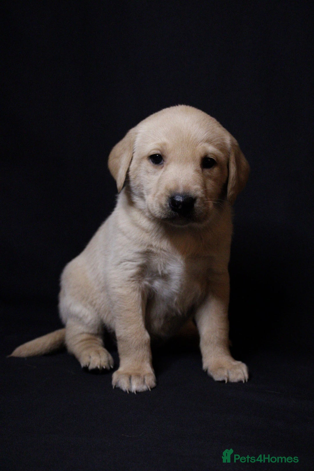 Labrador Retriever dogs for sale: Fully health tested puppies - Image 2