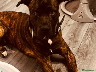 Mixed Breed dogs - Advert 2