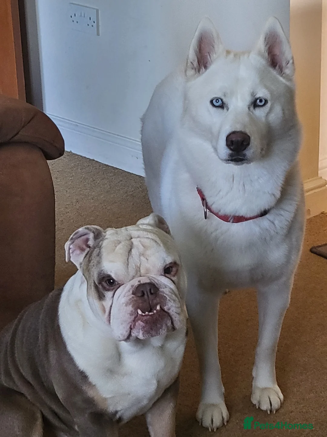 Siberian Husky dogs for sale: Siberian husky  - Advert 3