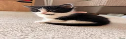 Mixed Breed cats for sale: Kittens available  - Advert 20