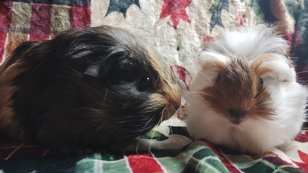 Guinea Pig rodents for sale: Very cute pair of boy guinea pigs ready now  - Advert 3