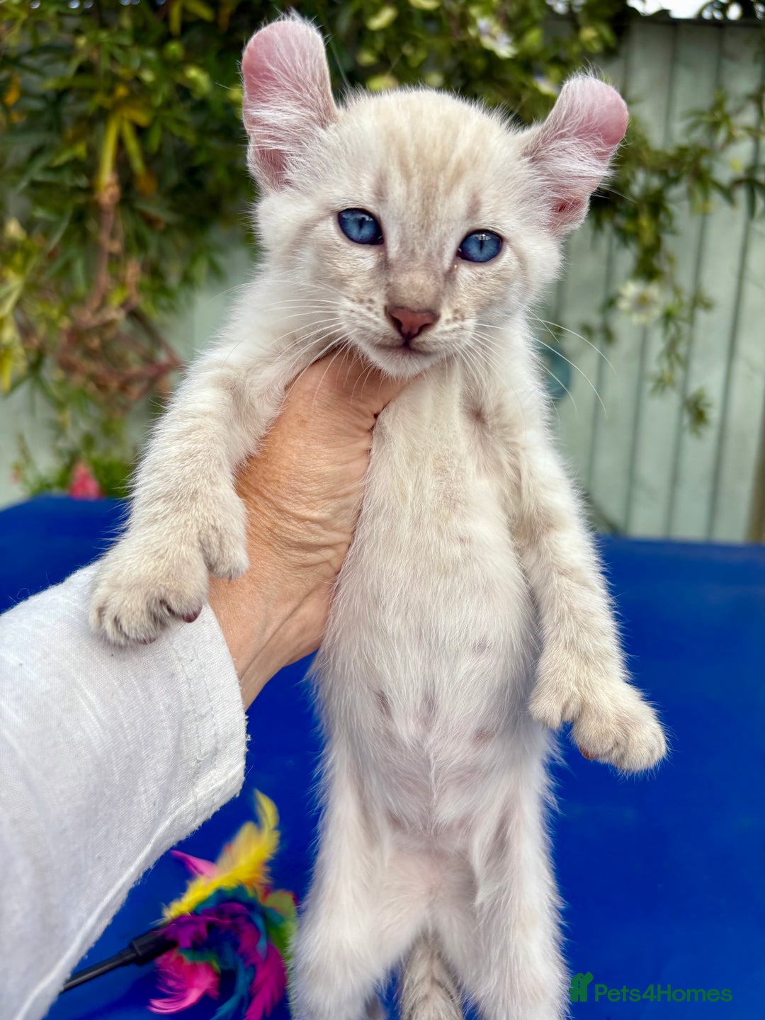 Bengal cats for sale: Gob smacking rare kittens  - Image 36