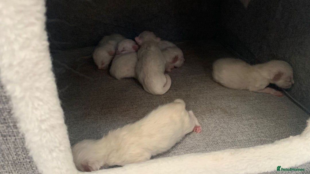 Ragdoll cats for sale: 6 beautiful newborn ragdoll kittens  - Image 2