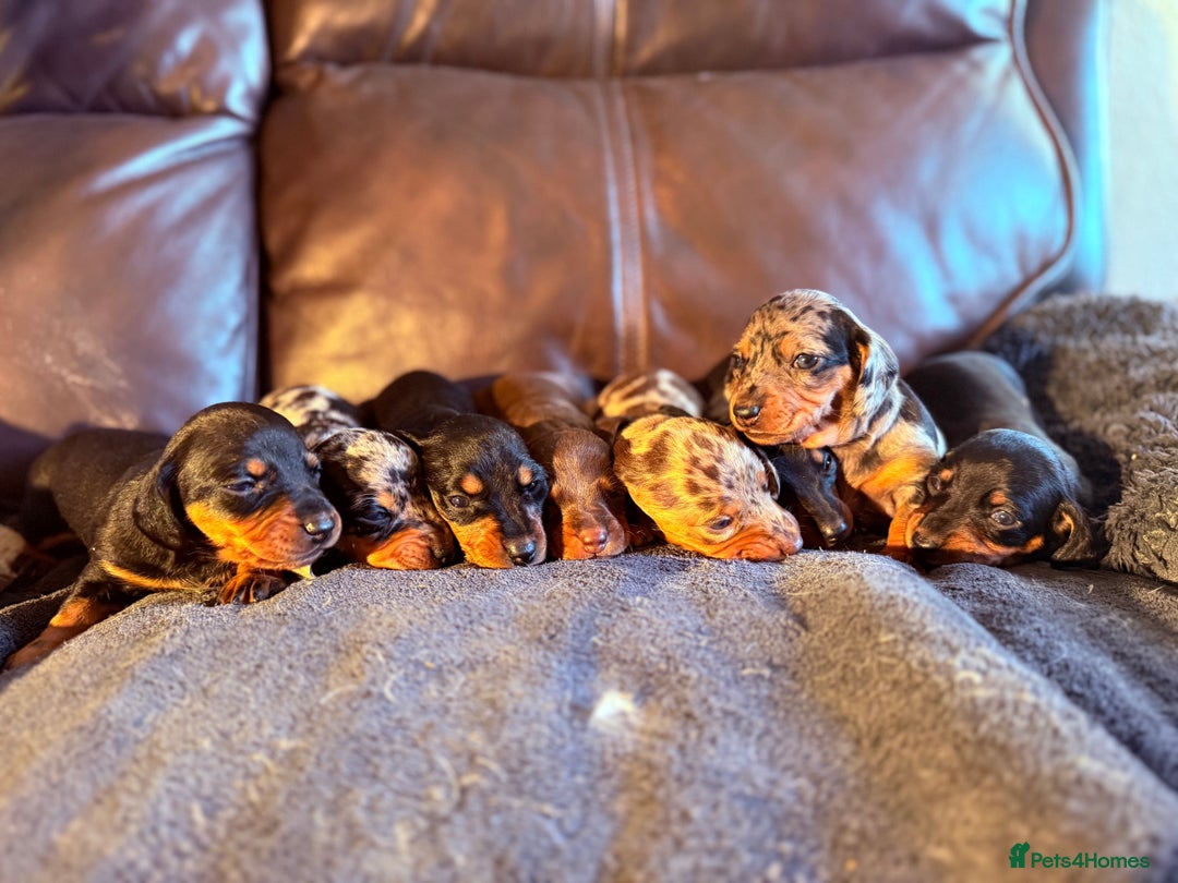 Dachshund dogs for sale: Beautiful standard dachshund puppies ❤️ - Image 4