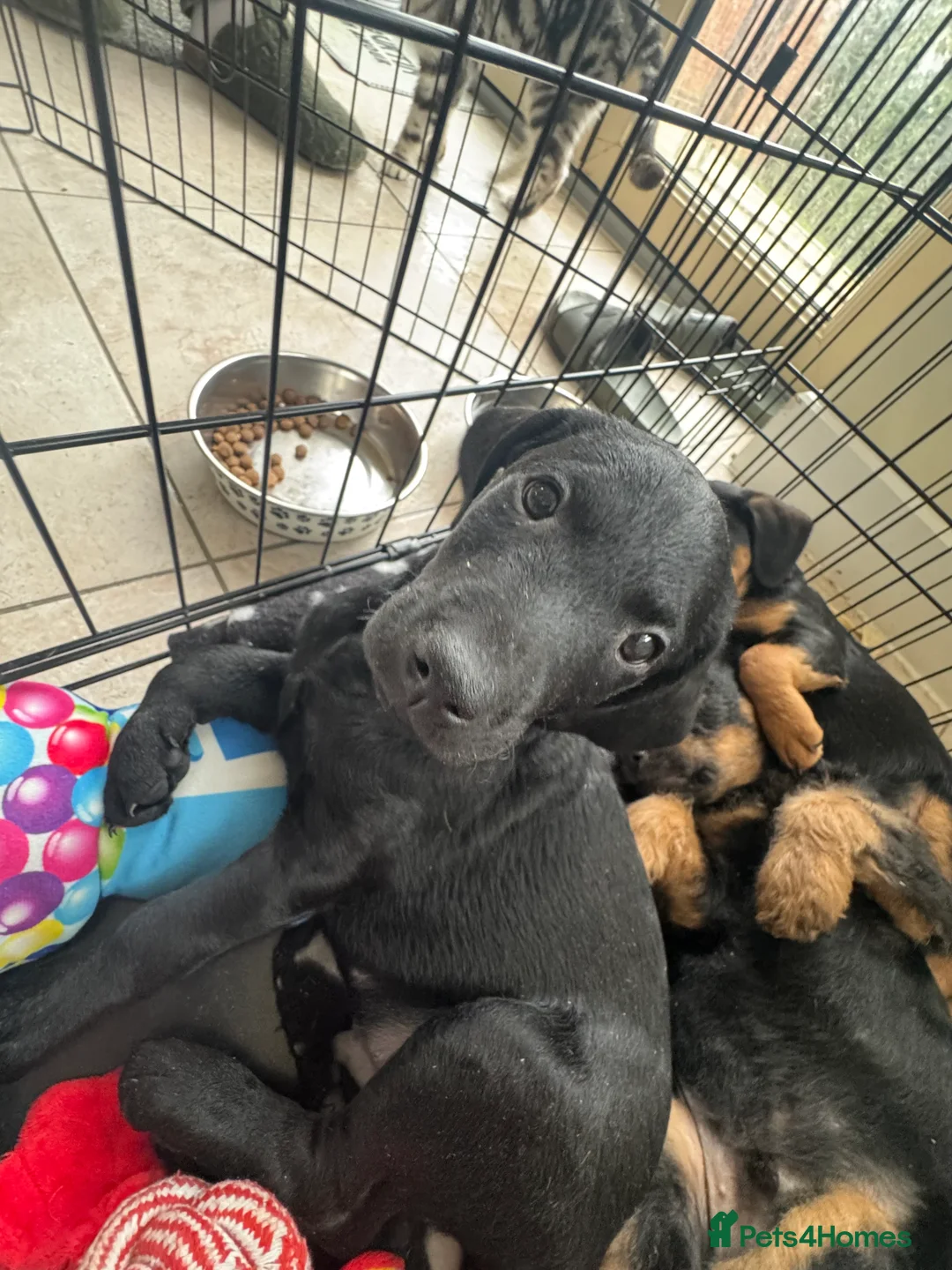 Mixed Breed dogs for sale: CockerDoodleDoo in Market Harborough - Advert 11