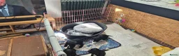 Mixed Breed dogs for sale: Cocker / goldendoodle puppies - Advert 5
