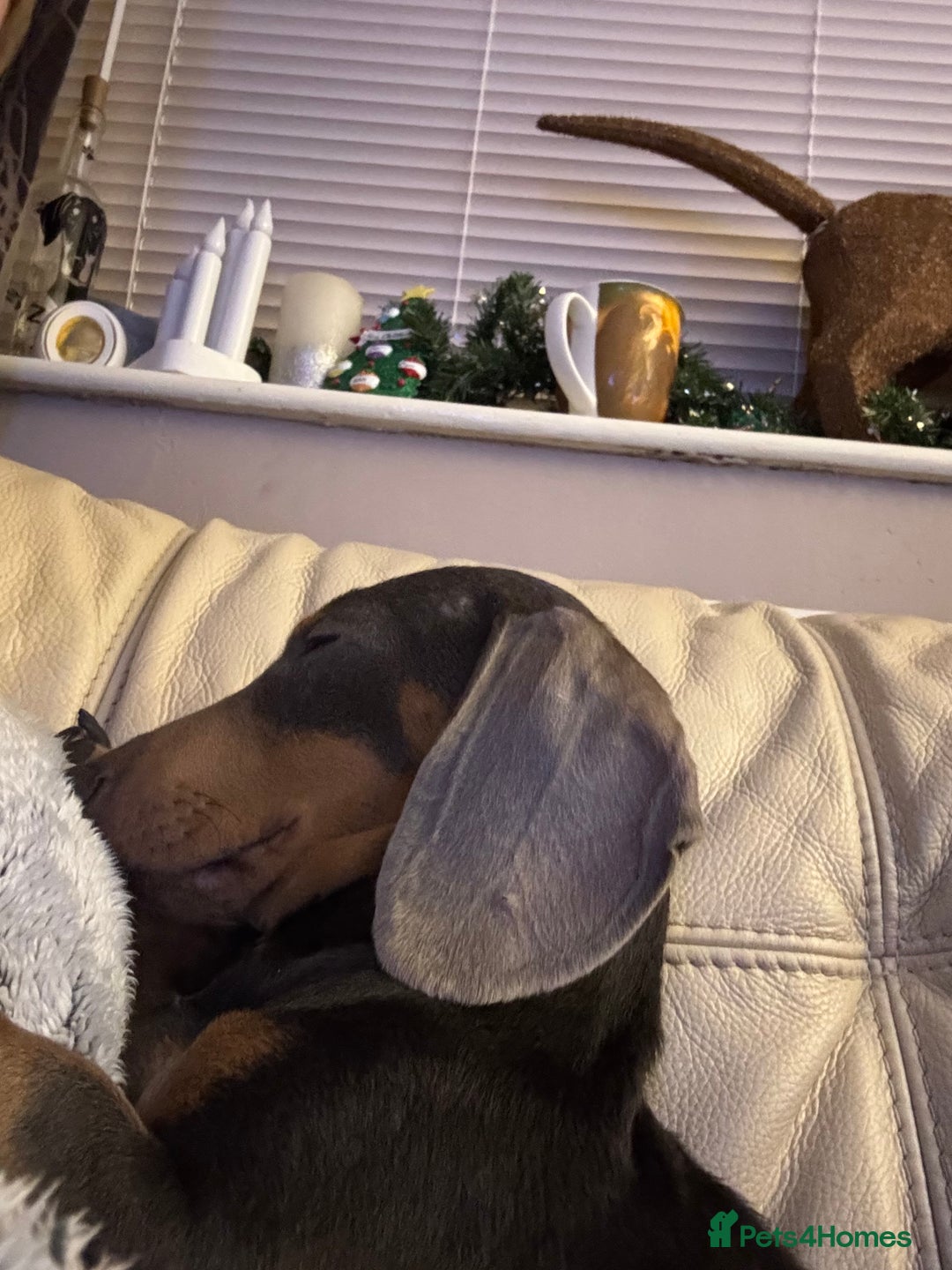 Miniature Dachshund dogs for sale: Blue and tan male miniature dachshund  - Advert 3