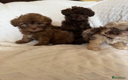 Shihpoo dogs for sale: Shipoos  - Image 10