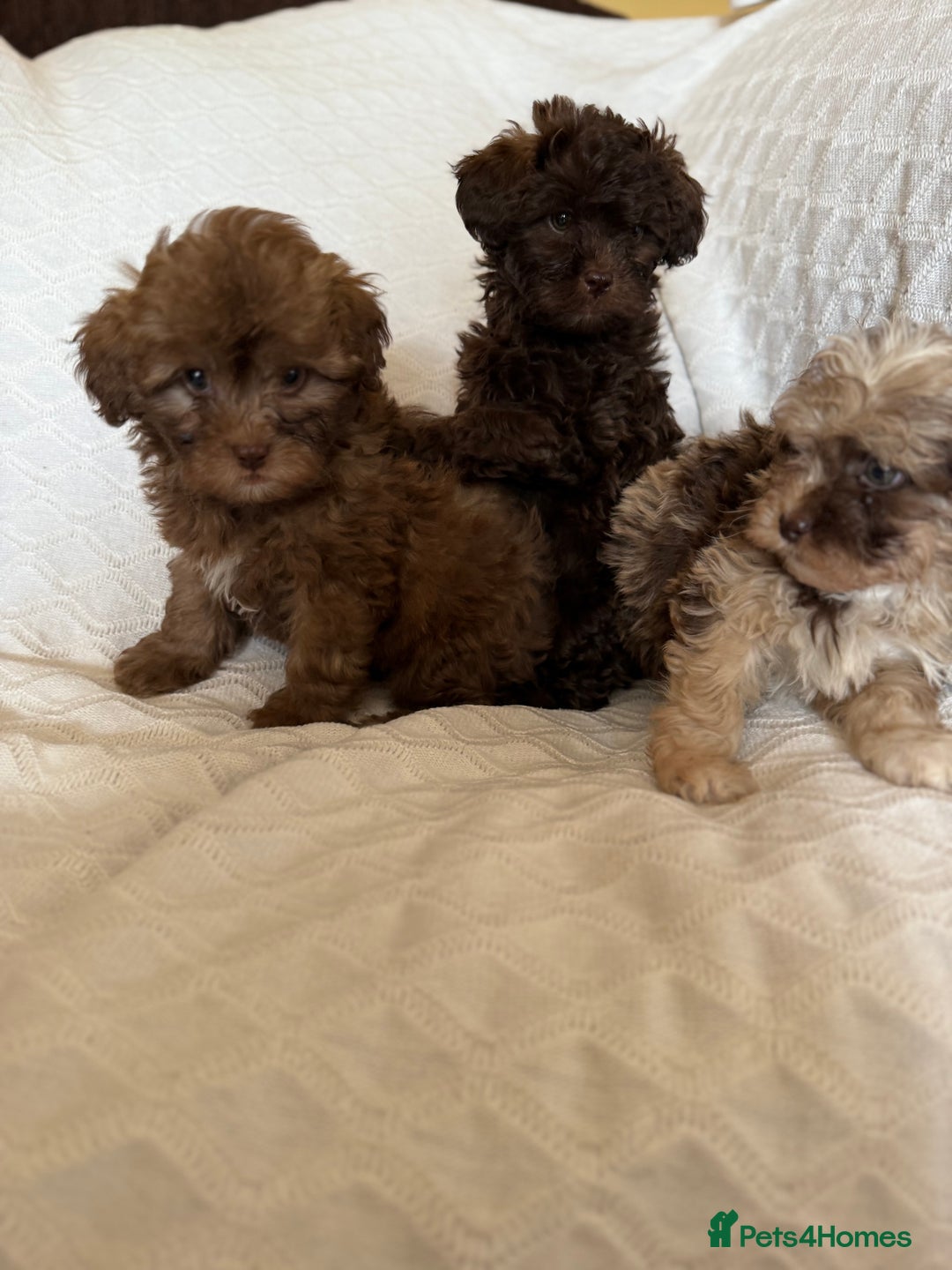 Shihpoo dogs for sale: Shipoos  - Image 10
