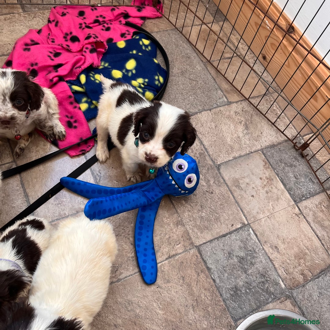 Cocker Spaniel dogs for sale: Cocker spaniel puppies - Image 13