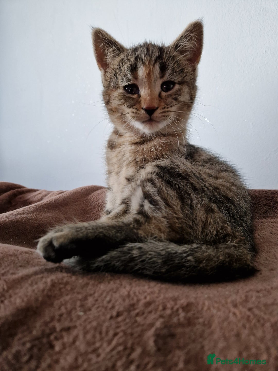 Mixed Breed cats for sale: 4 Beautiful kittens ready for loving home  ♥️ - Image 21