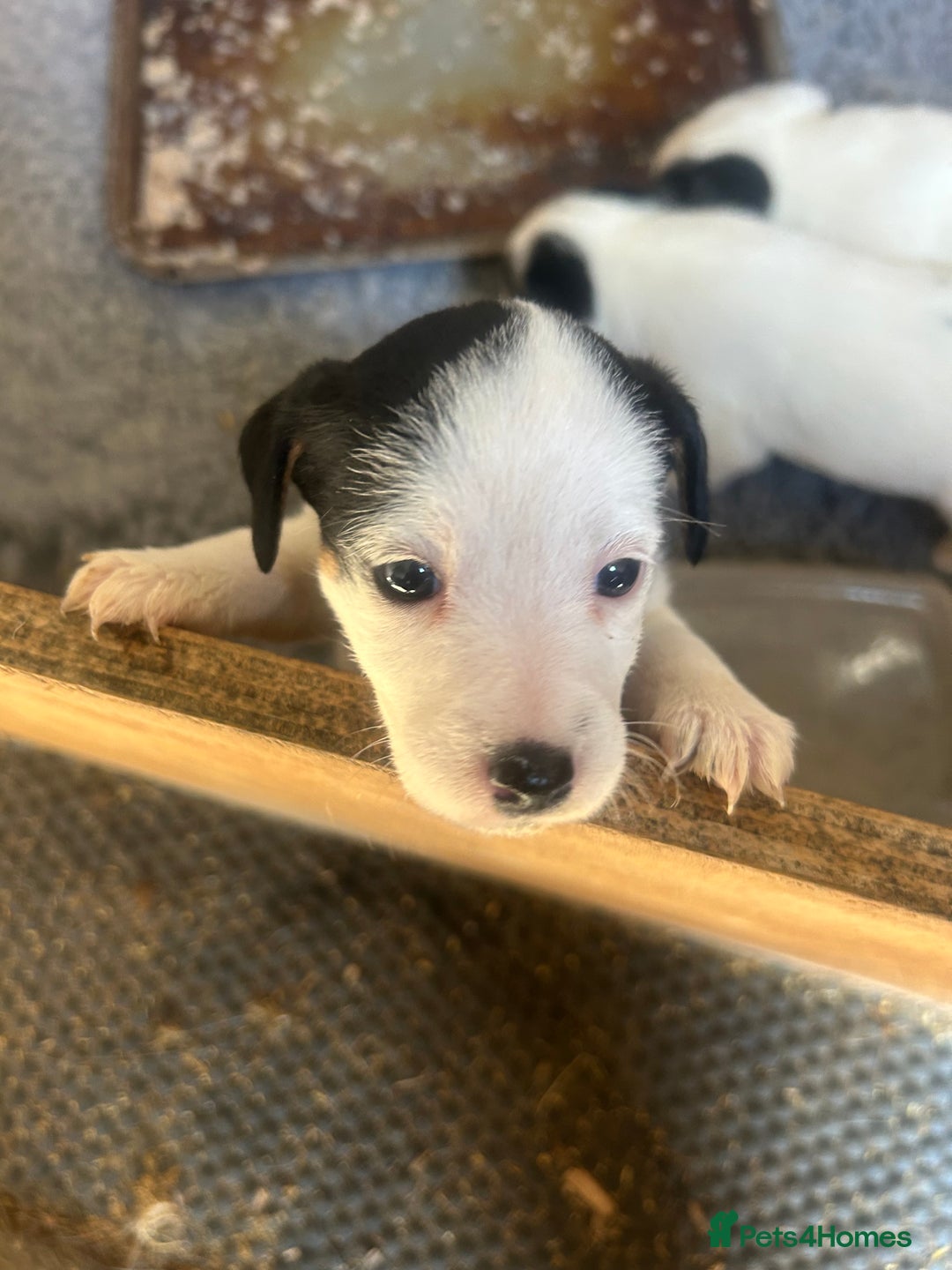 Mixed Breed dogs for sale: Gorgeous ParsonsXJack Russel puppies  - Image 8