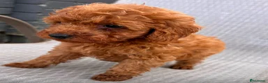 Cockapoo 3