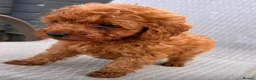 Cockapoo dogs for sale: F1B Cockapoo puppies  - Advert 12