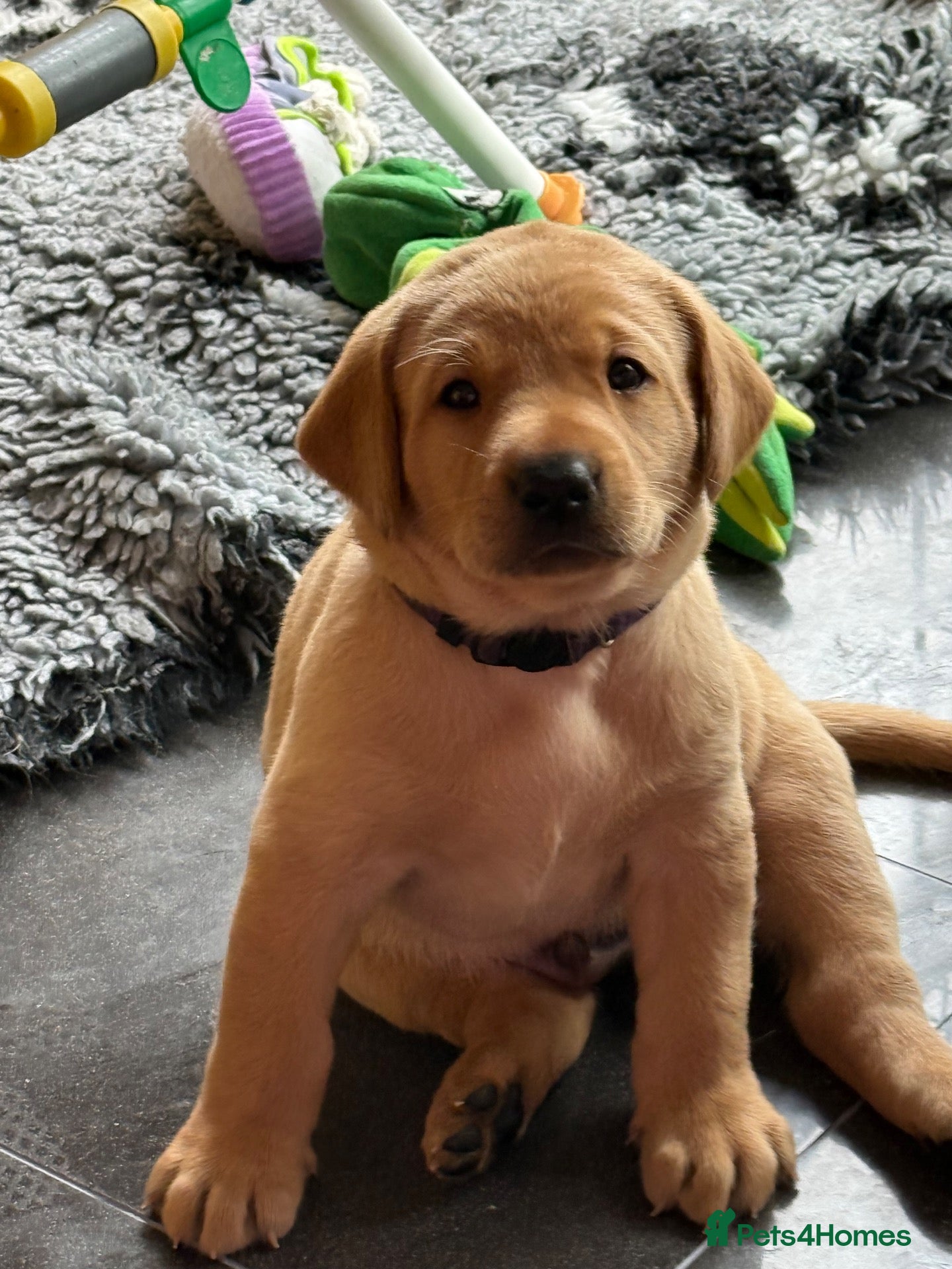 Labrador Retriever dogs Exceptional Health-Tested Purebred Labrador Puppys - Advert 1